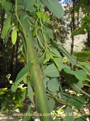 Imgen de Planta no identificada #2358 ()